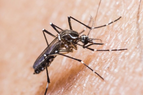 Vigilância Epidemiológica de Concórdia confirma três novos casos de Chikungunya