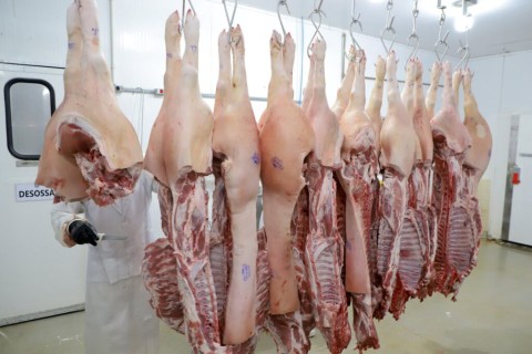 Preço do suíno cai 17,2% e impõe prejuízo de R$ 150 por animal aos produtores catarinenses